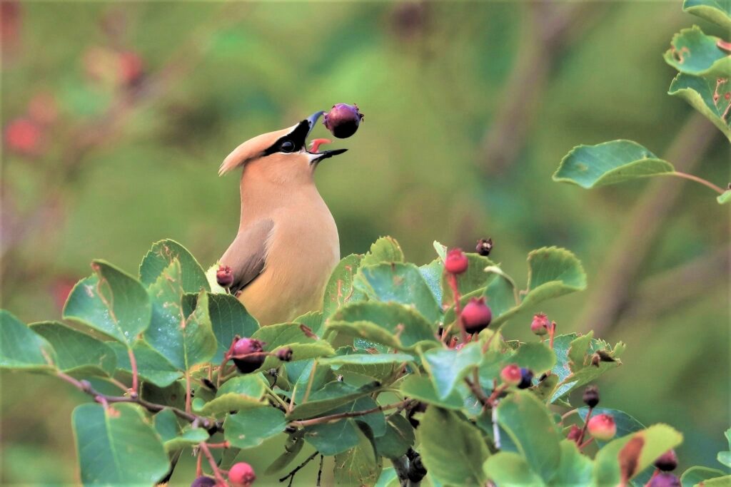 کاربرد دوربین شکاری مشاهده پرندگان (Birdwatching)